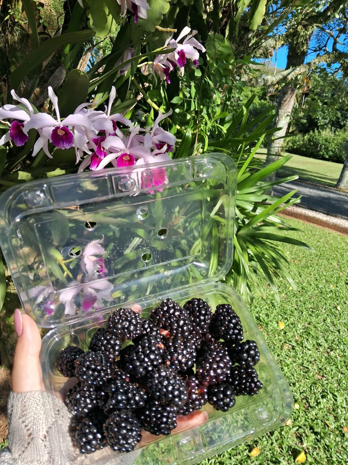 Bandeja de amoras frescas da Fam&iacute;lia Feltrin